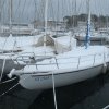 Labud-u-snijegu-04.02.12-41